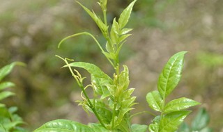 莓茶怎么冲泡（湖南莓茶怎么冲泡）