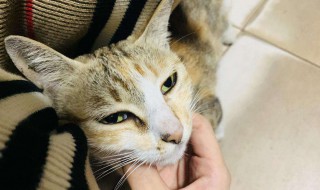 怎么教出一只粘人的猫 猫让摸哪里代表信任你