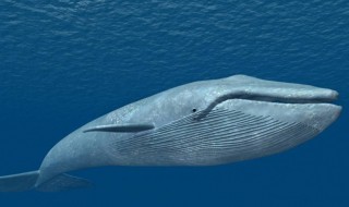 鲸鱼是什么动物 鲸鱼是什么动物是哺乳动物吗