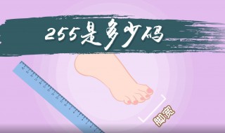 255是多少码 255是多少码数