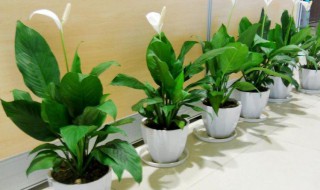 净化室内空气的植物 净化室内空气的植物有哪些