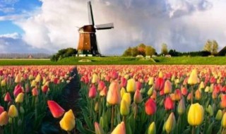关于荷兰的资料有哪些（关于荷兰的资料有哪些 荷兰的简介-虎观百科）