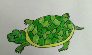 乌龟怎么画 乌龟怎么画简笔画