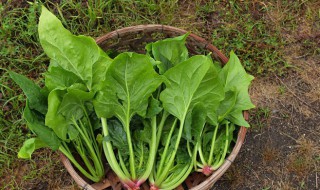 菠菜怎么烧（菠菜怎么烧不会涩）