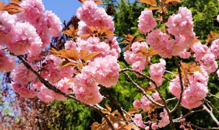 樱草花花语（樱草花花语是什么）