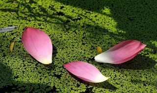 池上碧苔三两点（晏殊的诗池上碧苔三四点）