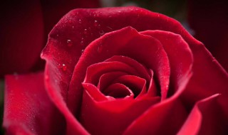 三十三朵玫瑰代表什么意思 三十三朵玫瑰代表什么意思跑步大于爱情的说说