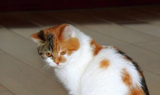 猫咪睡觉时为什么把身体卷成团（猫咪睡觉时为什么把身体卷成团状）