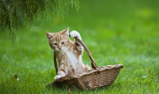 怎么判断猫咪不喜欢猫砂 怎么判断猫是不是讨厌自己