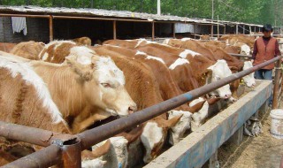 肉牛养殖利润分析（肉牛养殖利润率）