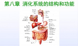 消化系统的功能 消化系统的功能和重要器官
