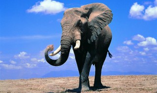 公象母象都有象牙吗（公象有牙齿还是母象有牙齿）