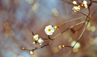 立春的节气特点简写