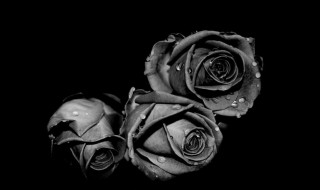 黑色玫瑰花语 黑色玫瑰花语图片