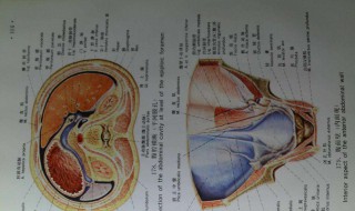 胆汁其实由人体的哪一个器官分泌的 胆汁是由哪个器官产生的