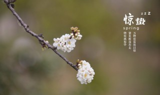 惊蛰节气是什么意思 惊蛰节气是什么意思谢谢