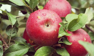 苹果吃多了会发胖吗 苹果吃多了会发胖吗会长胖吗