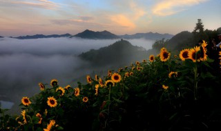 向日葵种子催芽方法 向日葵种子催芽方法视频