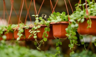 玄关摆什么植物好（玄关摆什么植物好风水）