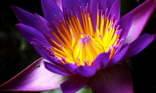 紫色睡莲的寓意象征意义（紫色睡莲的花语是什么?）