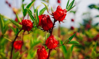 洛神花泡水怎么泡（洛神花泡水泡多久）