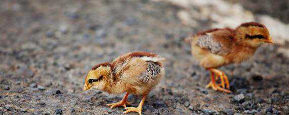 母鸡孵化小鸡需要多少天才出壳呢