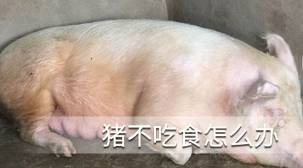 猪不吃食怎么治疗