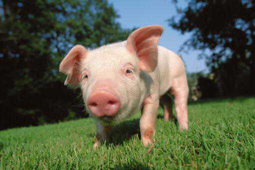 一年养50头猪赚多少钱
