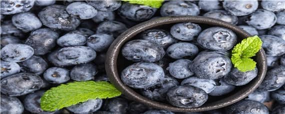 莱克西蓝莓产量如何 蓝莓莱克西亩产量多少