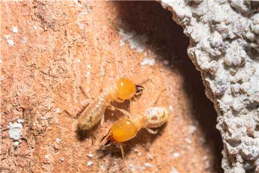 白蚁喜欢甜味易分解的食材对吗 白蚁喜欢甜味易分解的食材对吗蚂蚁新村