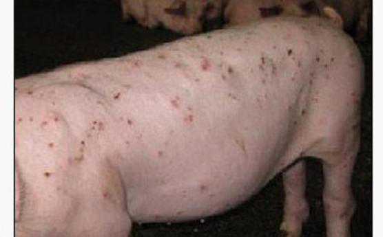 猪皮炎肾病综合征诊断 猪皮炎肾病综合征的症状及用药