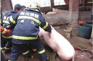 四川村民为救猪跳下粪坑中毒身亡 男子粪坑找猪身亡
