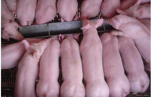 通过猪群观察可早控制猪疾病 如何进行猪群健康观察