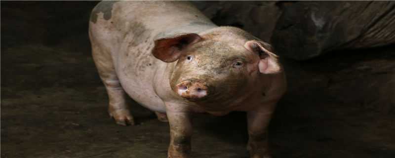 非洲猪瘟保育猪会发病吗 保育猪非洲猪瘟得病的前兆