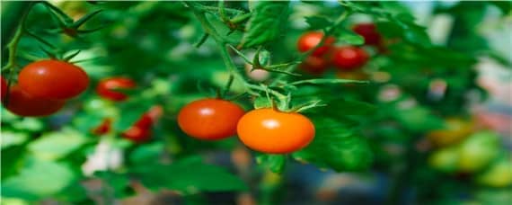 小西红柿开花了怎么授粉 小西红柿需要授粉才能结果吗