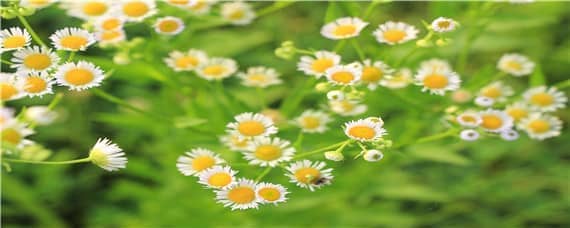 菊花小苗什么时候打顶 菊花小苗需要打顶吗