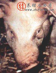 什么是猪萎缩性鼻炎 猪的萎缩性鼻炎