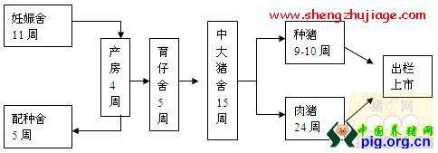 猪场生产工艺程序 猪场生产管理技术流程