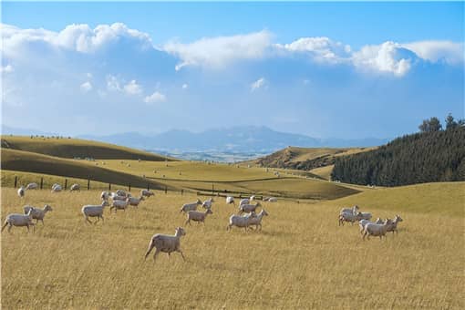 10亩牧草可以养多少只羊 种十亩草能养多少只羊