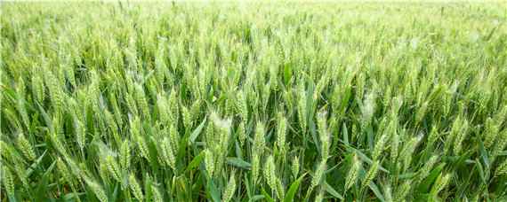 零下1度可以播小麦吗 零下十几度小麦还生长吗