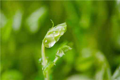 刺老芽怎么种植（刺老芽怎样种植）