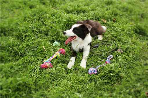 冠毛犬是什么狗 冠毛犬长什么样