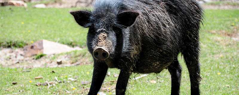 母猪猪瘟什么症状 母猪猪瘟是什么症状