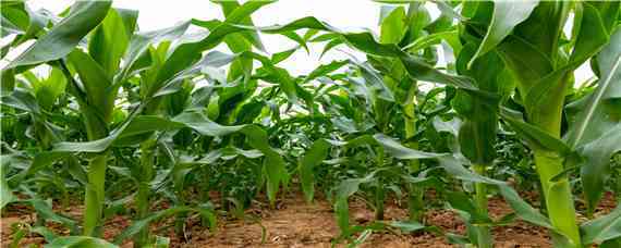 强系8178玉米种子特征 2788玉米种子特征特性
