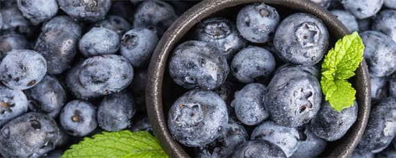 h5蓝莓种植管理方法与技术 蓝莓种植步骤