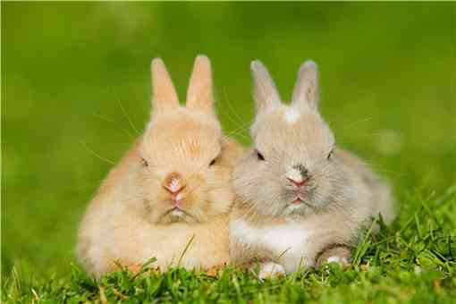 2022年养兔子赚钱吗 2022年养兔子赚钱吗?