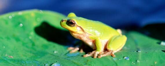 牛蛙与青蛙的区别 牛蛙跟青蛙有什么区别
