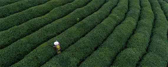 生态有机茶叶品质形成的关键技术 生态茶的生产技术
