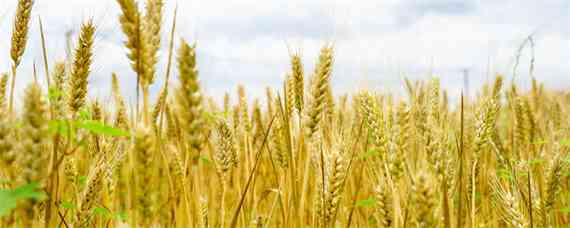小麦施肥最佳配比（小麦施肥最佳配比表）