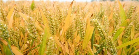 豫农98小麦品种介绍 豫农98小麦简介